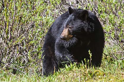 Everything Trail Runners Need To Know About Wildlife Safety - Trail ...