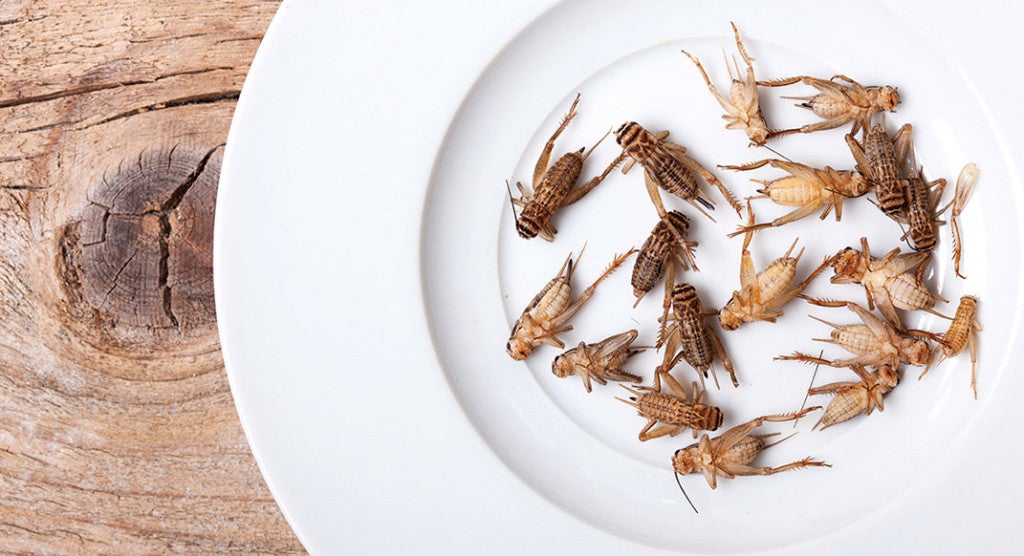 The Latest in Energy Bars Healthy, Sustainable and Made of