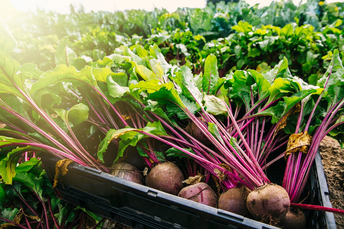 8-muscle-building-veggies-to-boost-your-strength-trail-runner-magazine