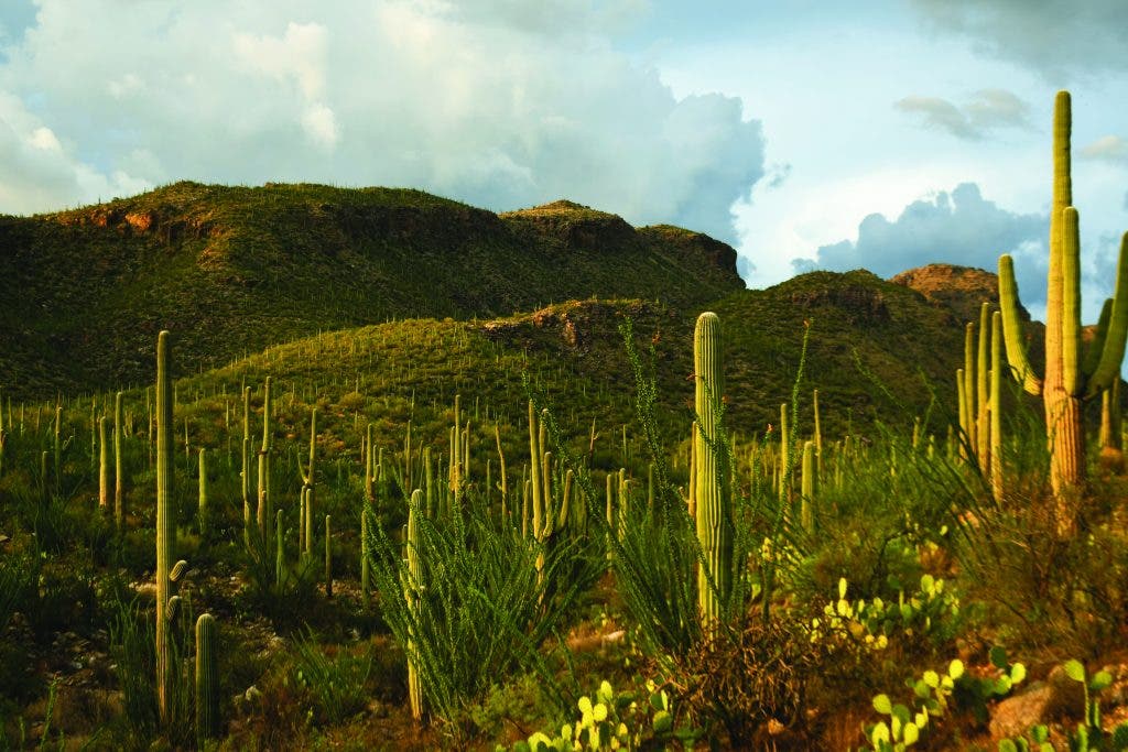 Old Pueblo Endurance Run