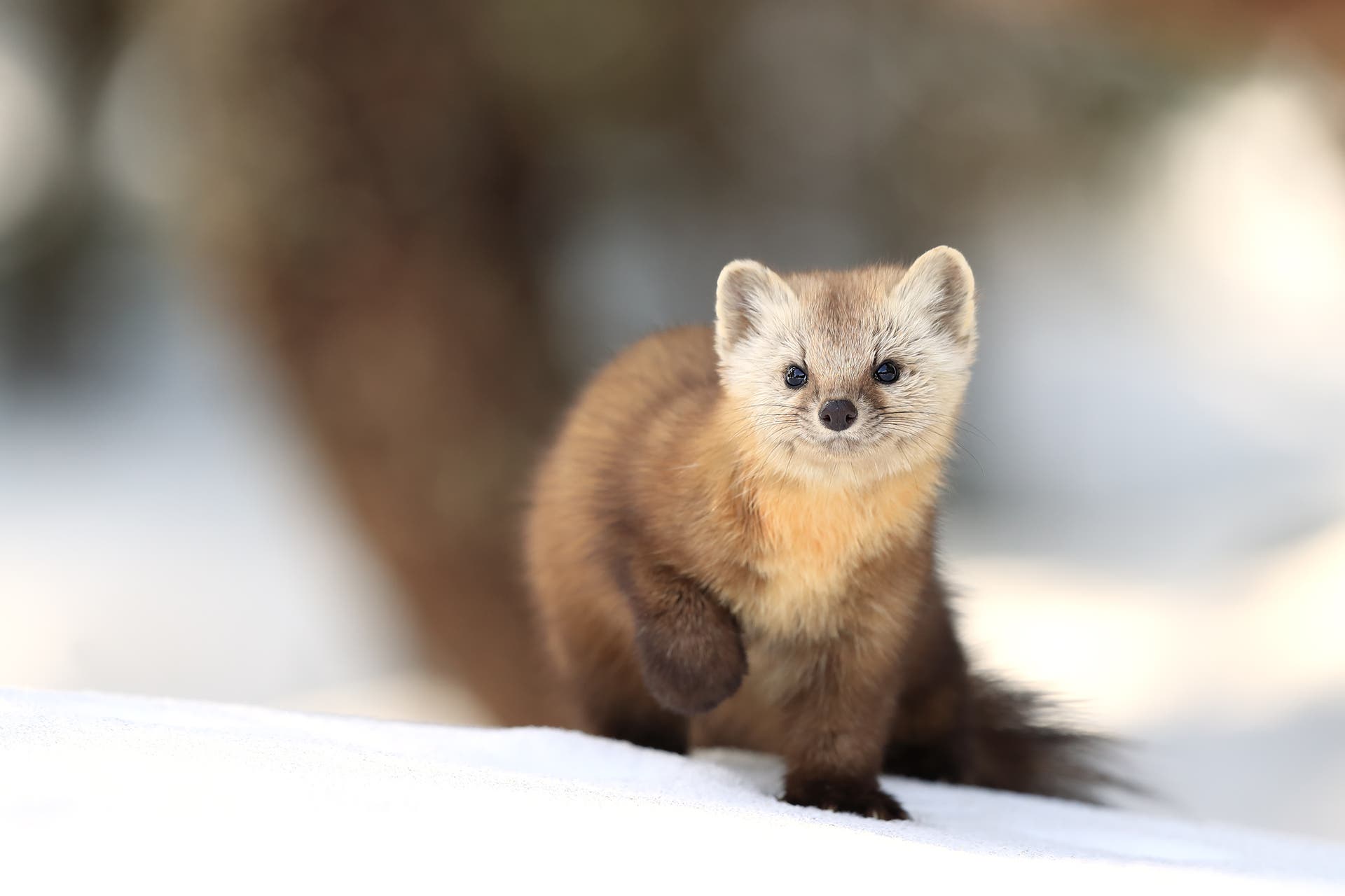 identifying animal tracks