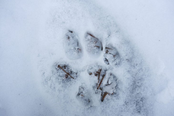 mountain lion tracks in snow