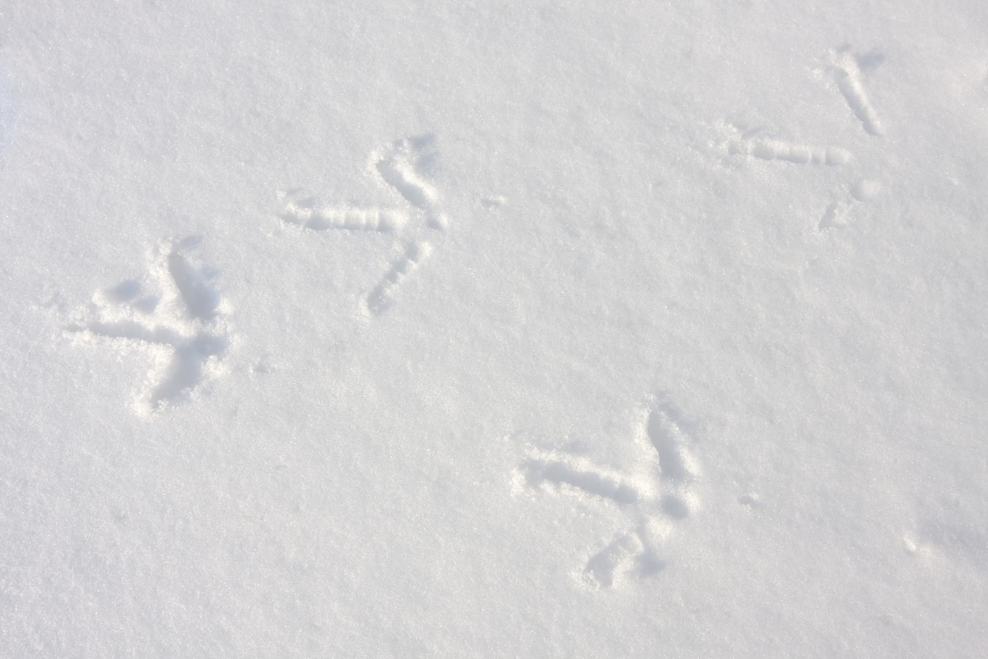 turkey tracks in snow