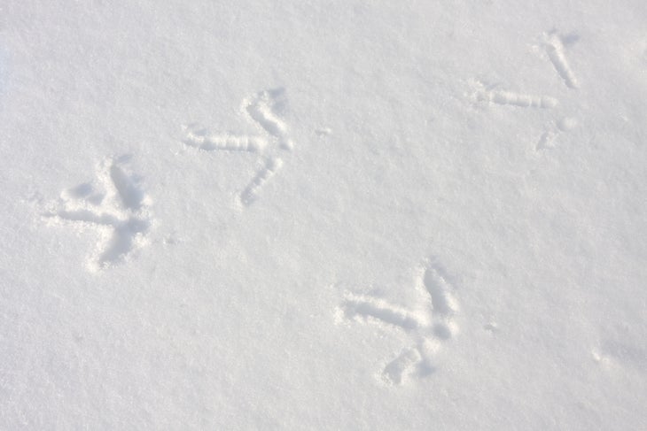turkey tracks in snow