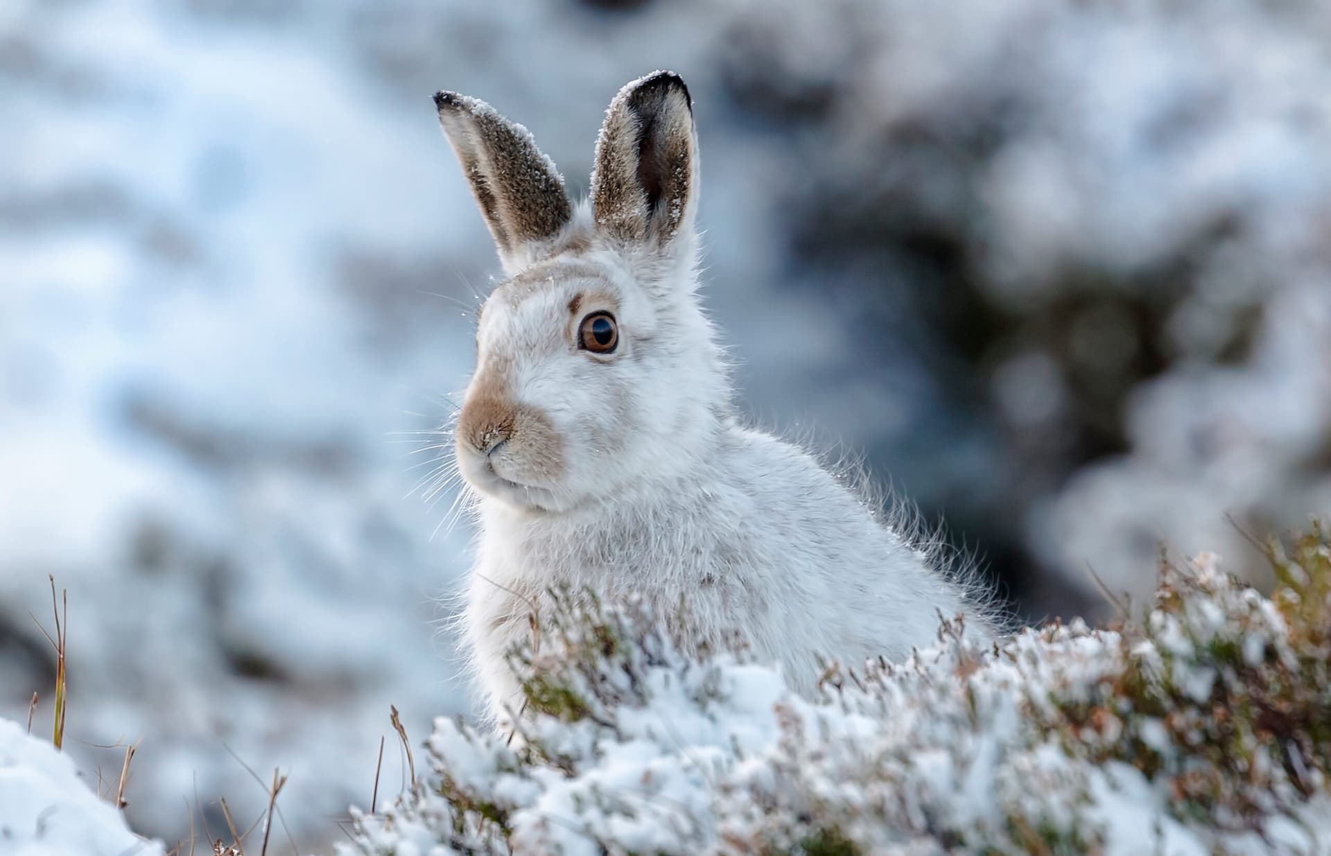 identifying animal tracks