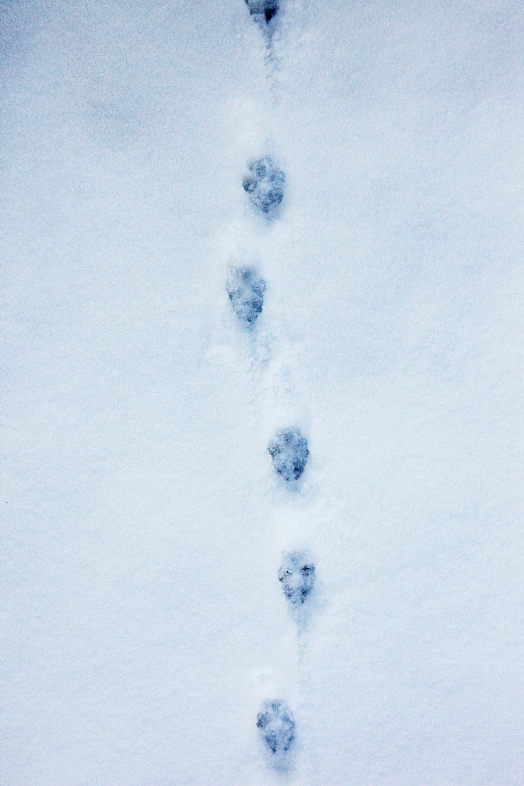 fox tracks in snow