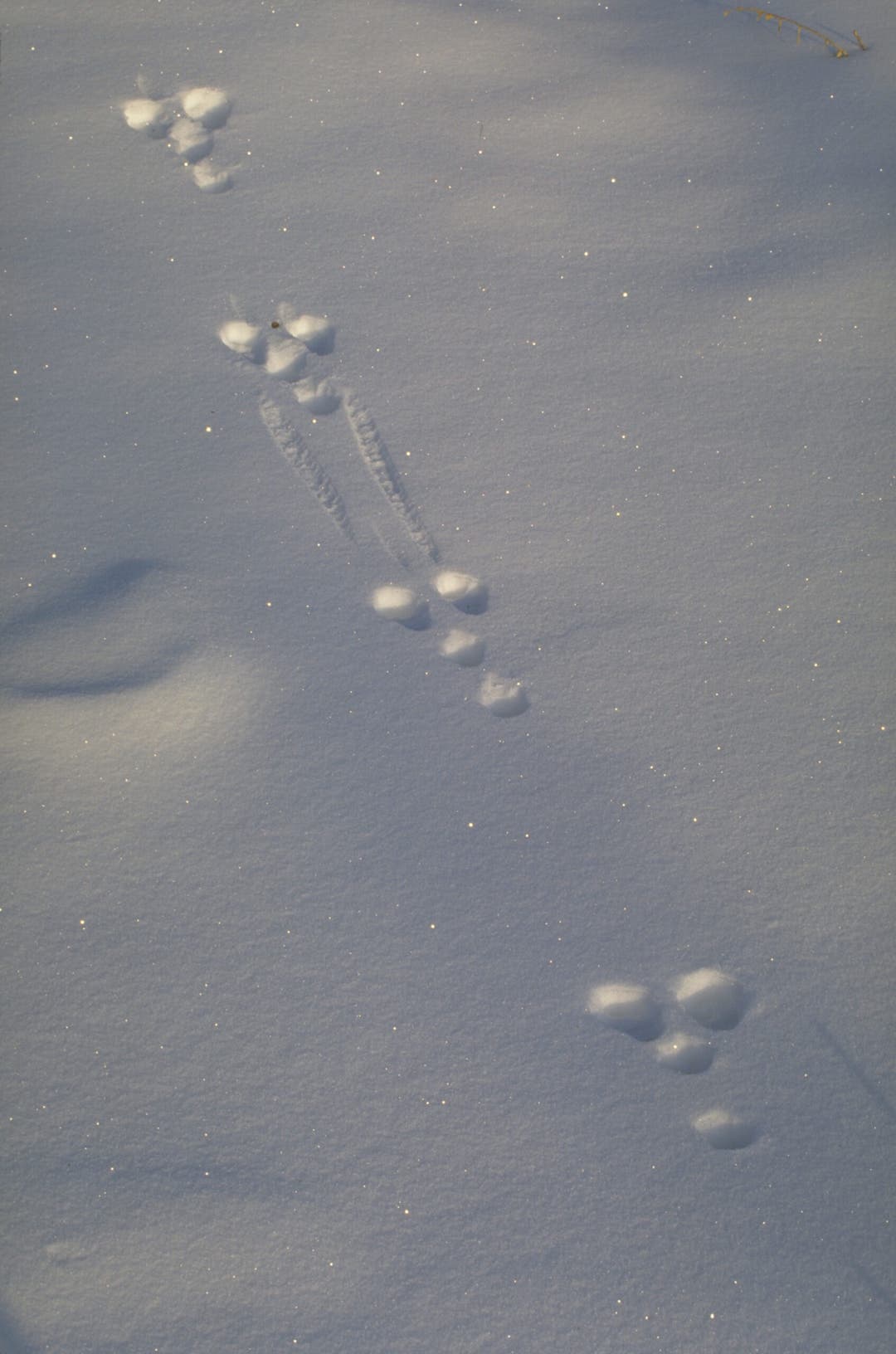 showshoe hare tracks
