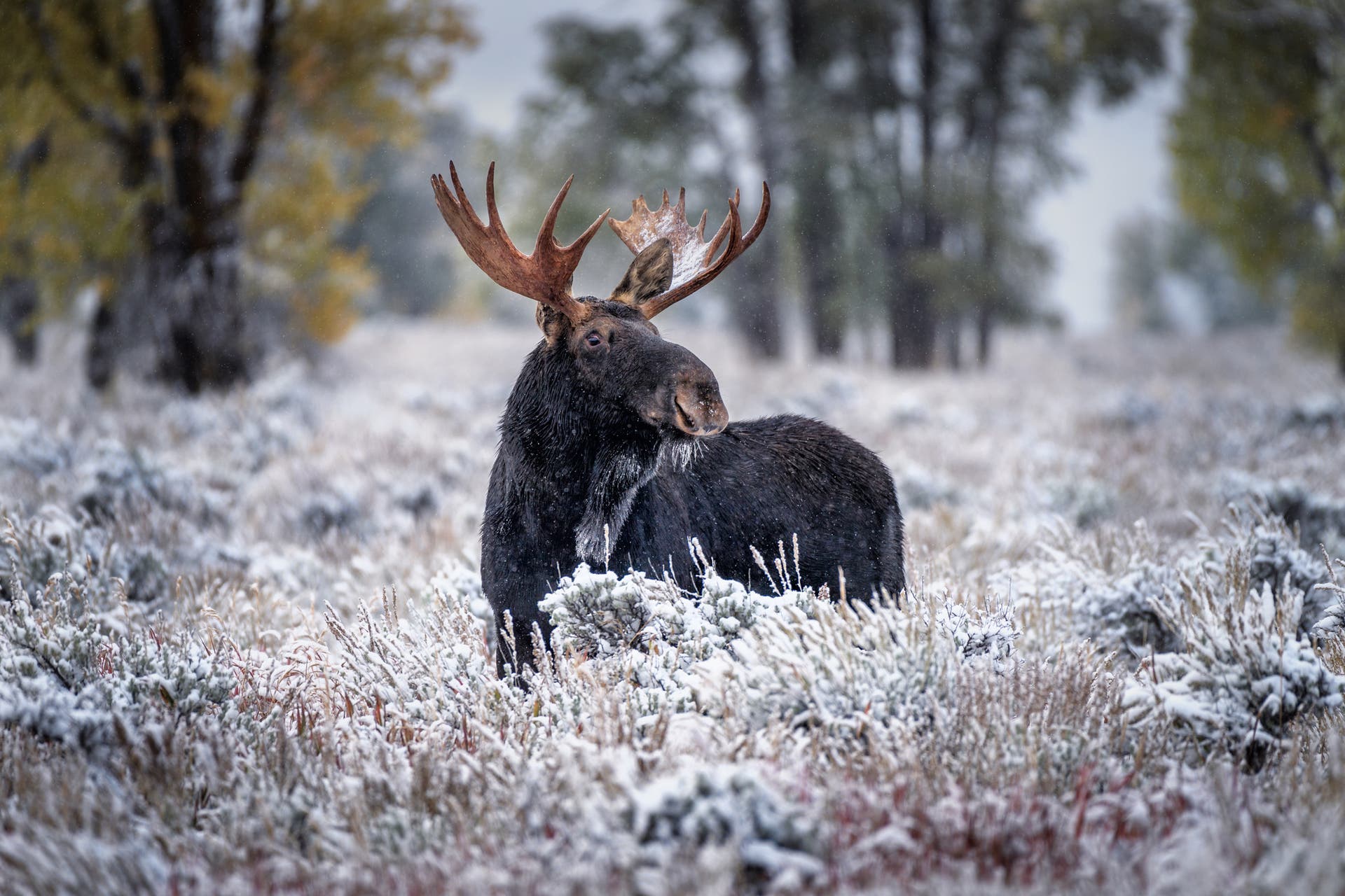 identifying animal tracks