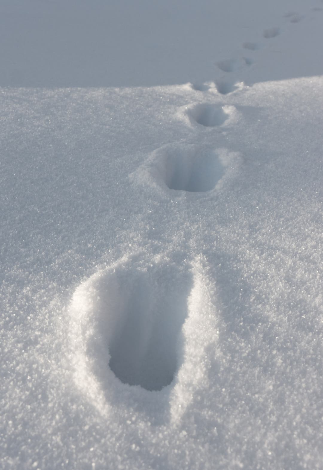 moose tracks in snow