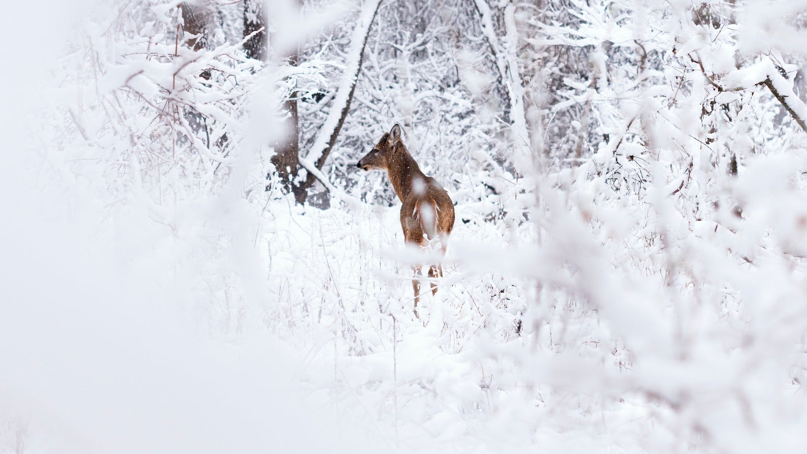 deer in a deep snow drift white everywhere