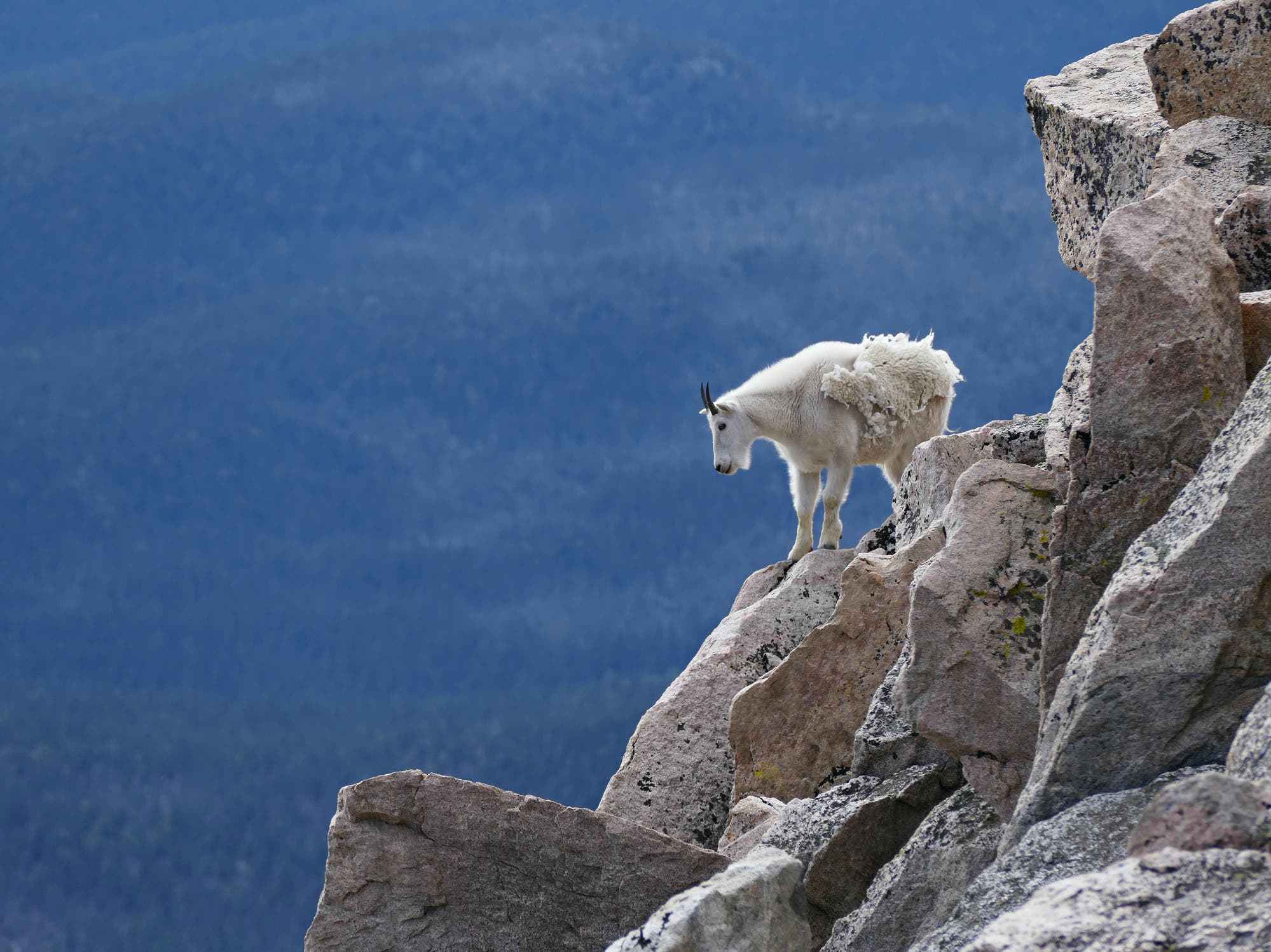 trail running downhill technique