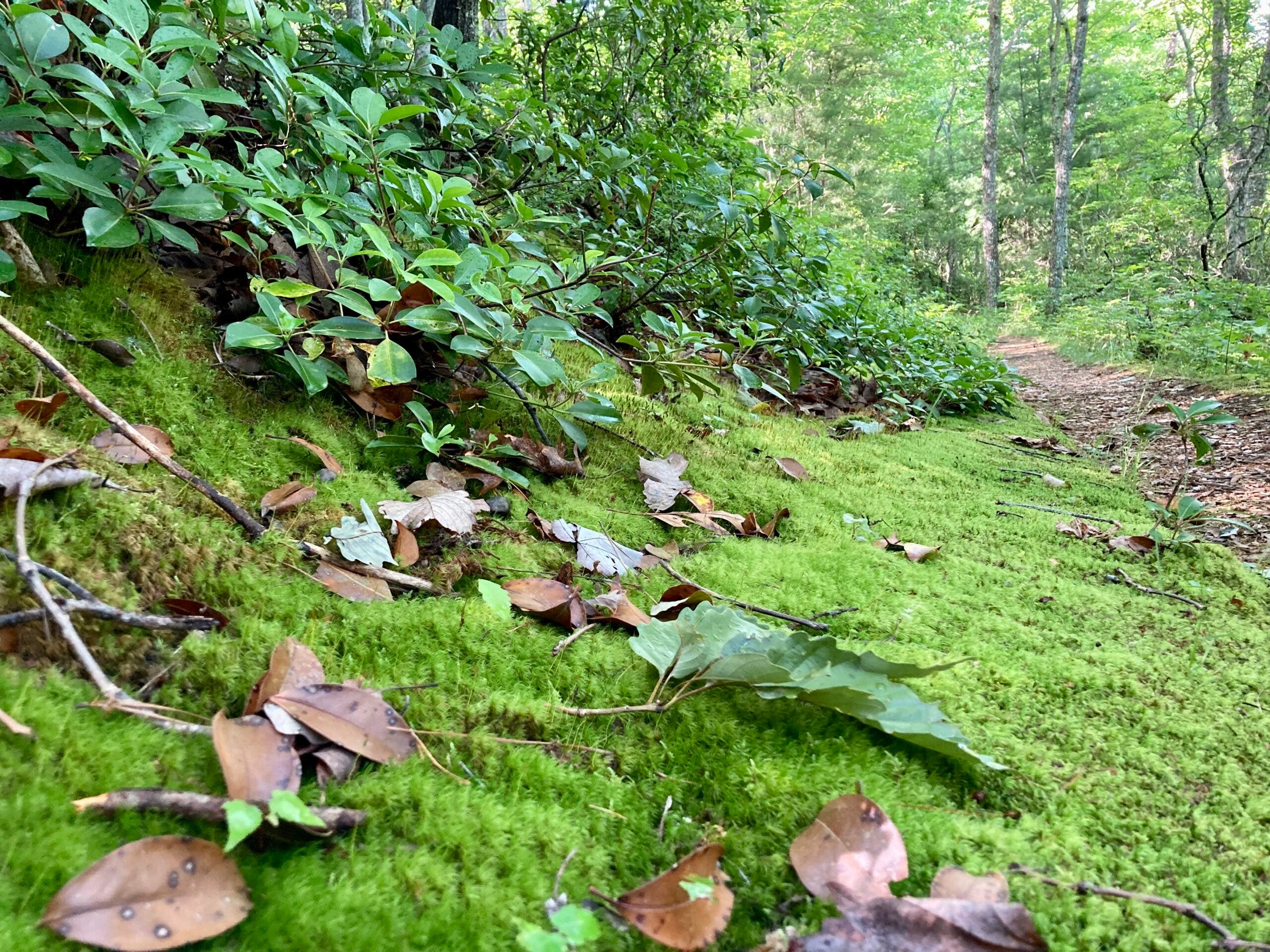 trail running in tennessee