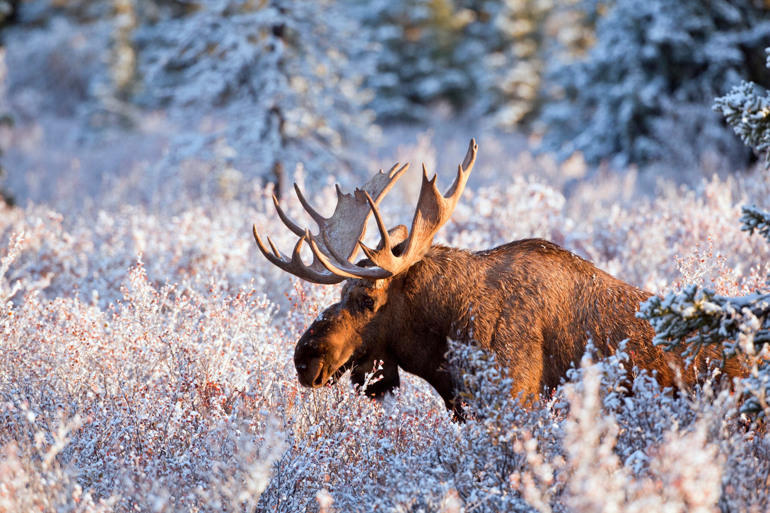 Moose in snow