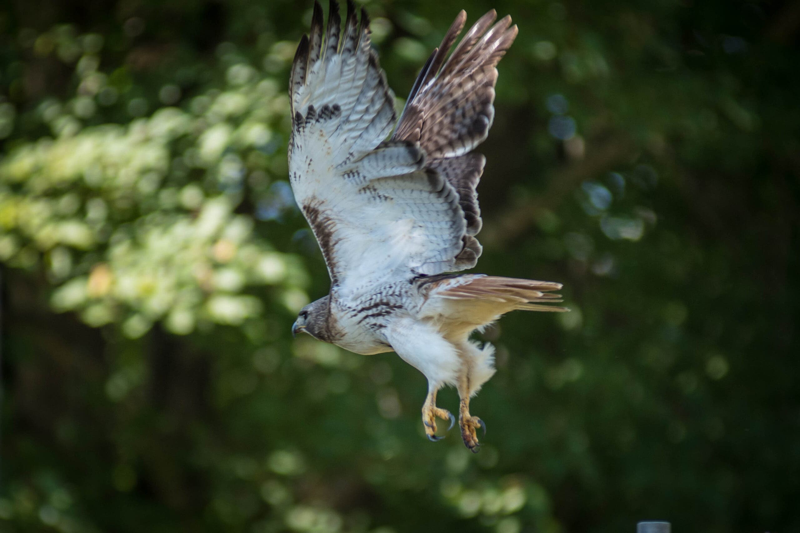 Hawk For Trail Riding Here’s an Effective Way To Identify Hawk Species: Think Of Them As ...