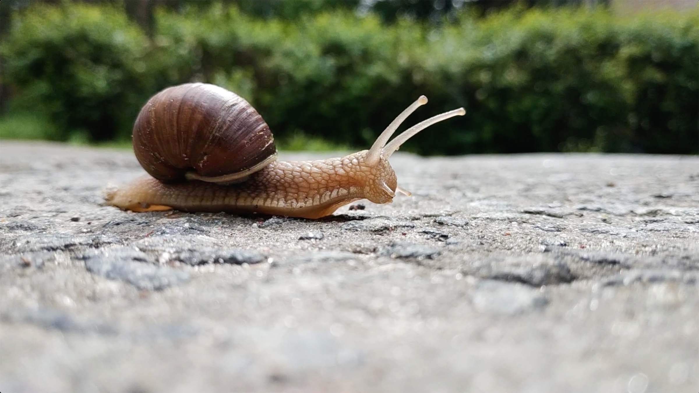 snail crawls across a rock