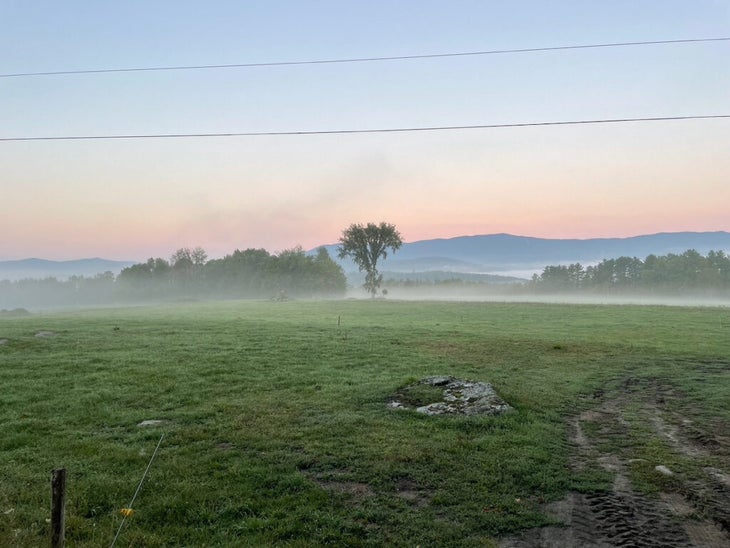 Dutch elm tree. Waitsfield, Vermont.