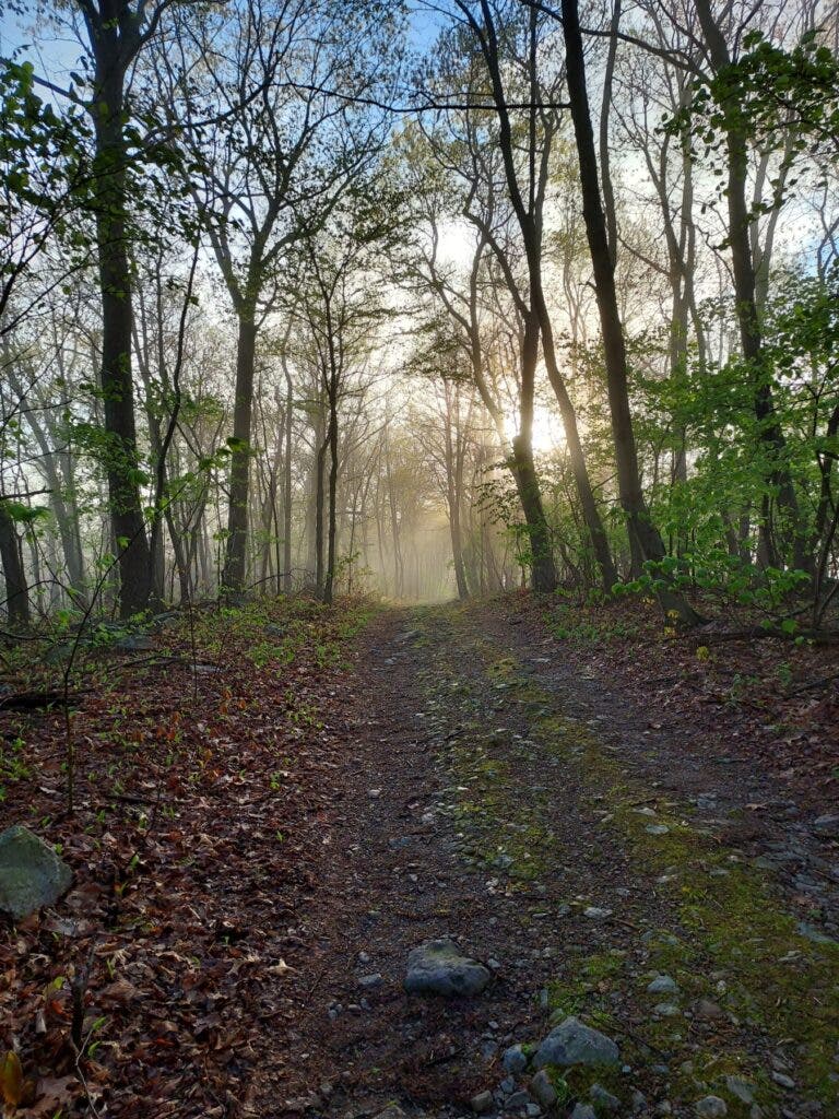The leaf-strewn and tree-lined Appalachian Trail.