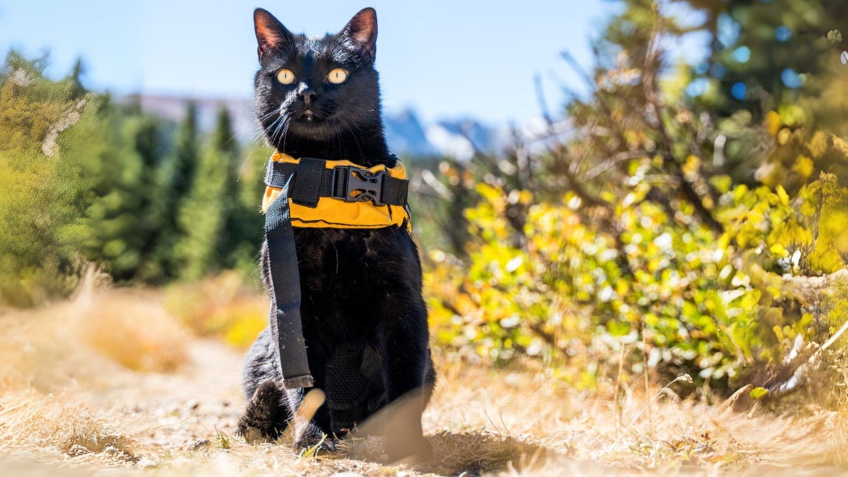 Why Cats Make the Purr-fect Companions f